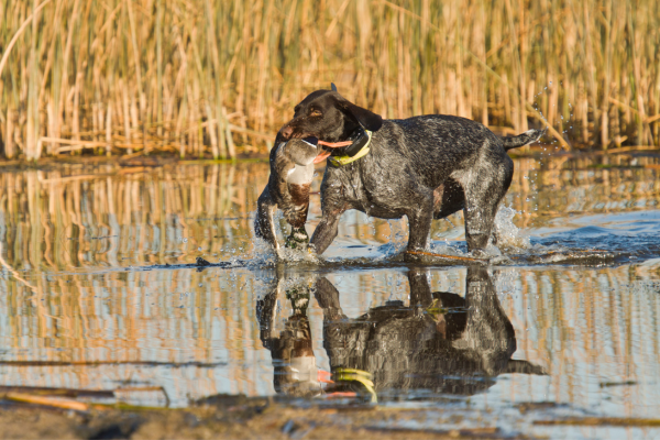 duck hunting dog