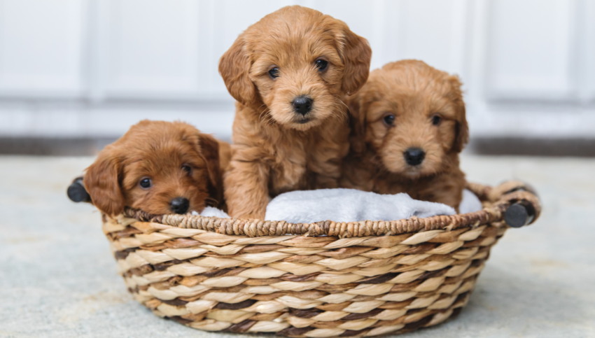 Golden Retriever puppy breeder