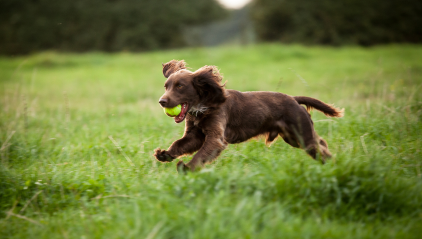 best diet for Boykin Spaniel with high activity like running in a field