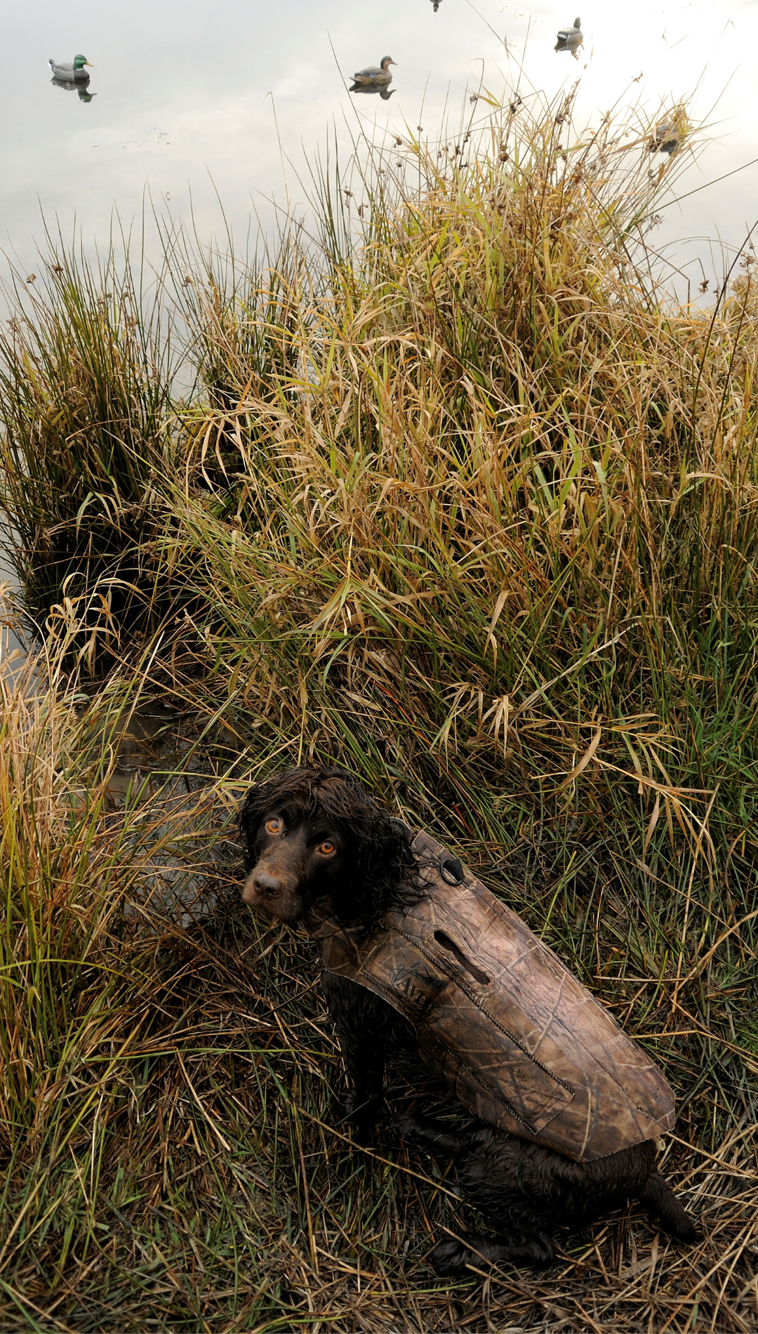 Best diet for Boykin Spaniel prepares this dog for hunting day