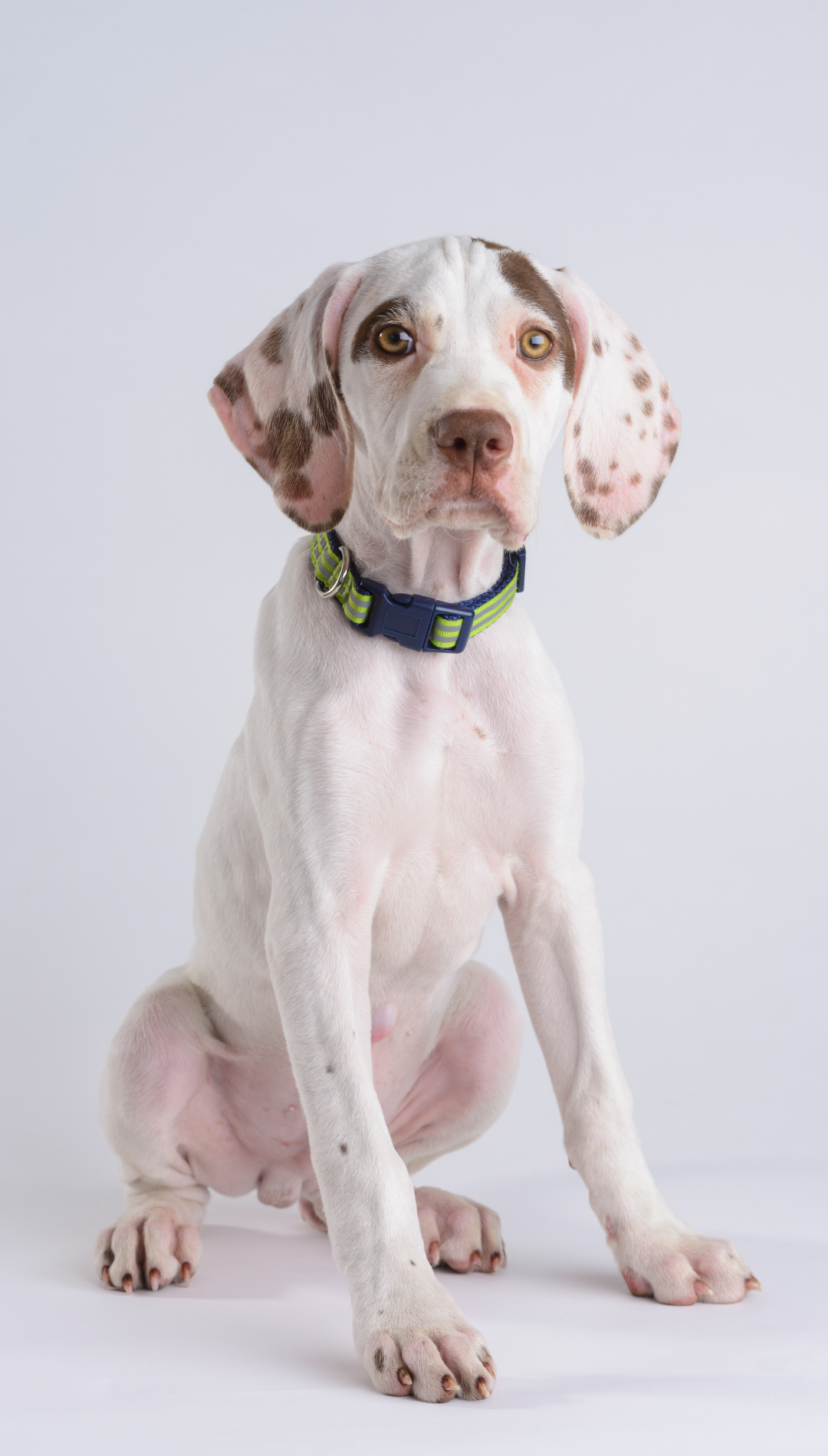 Best diet for English Pointer puppy