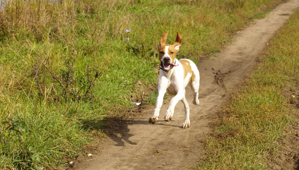 best dog food for active English pointer running outside