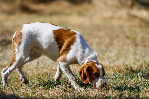 Brittany Spaniel scent training