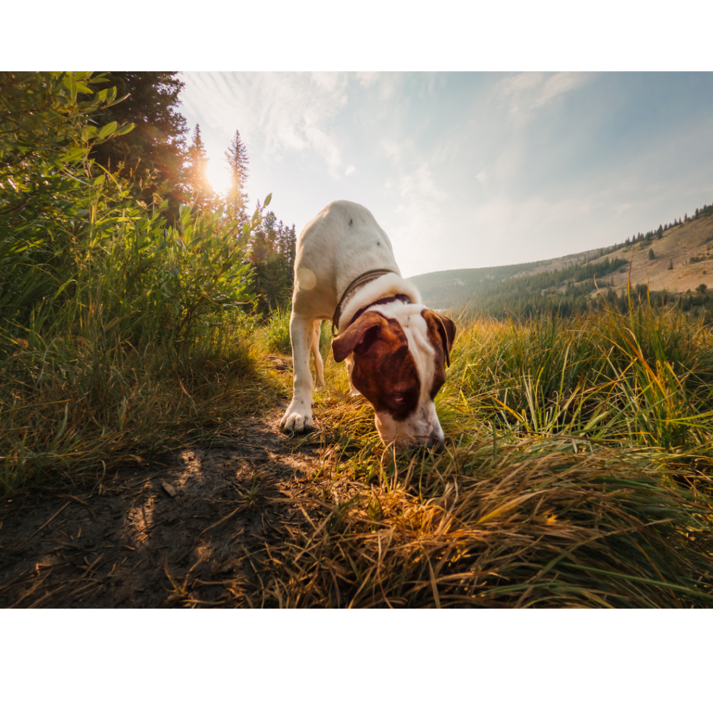 Bird dog training scents help dogs like this Brittany Spaniel scout and retrieve.