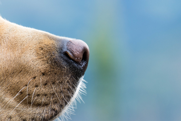 bird dog scent training nose