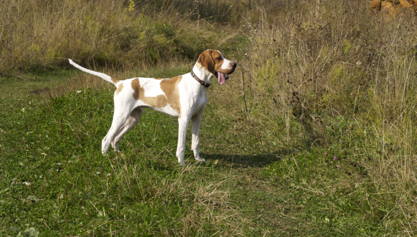 English Pointer bird hunting dog in field