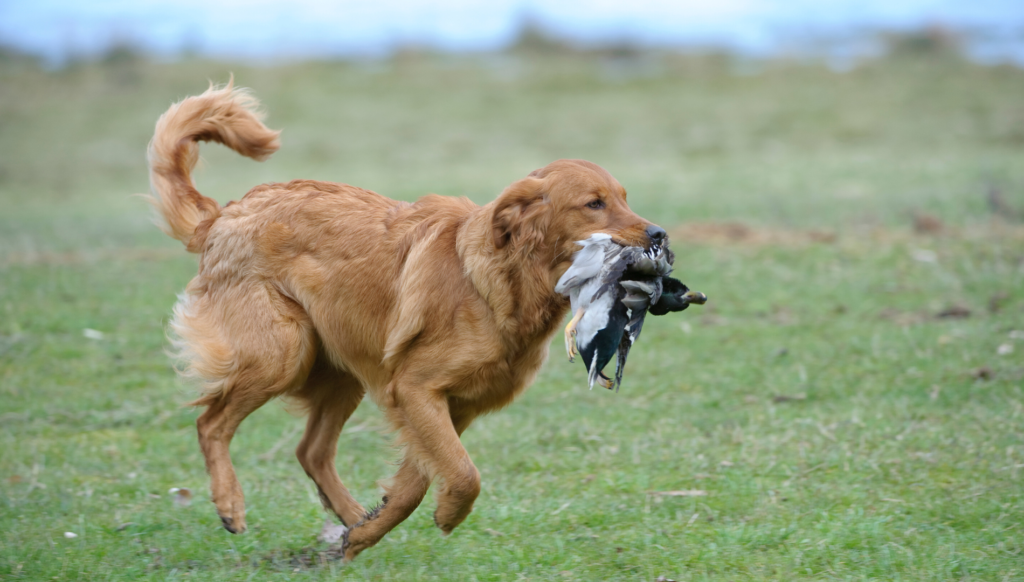 Feed Your Hunting Buddy With The Best Diet For Golden Retriever- Big ...