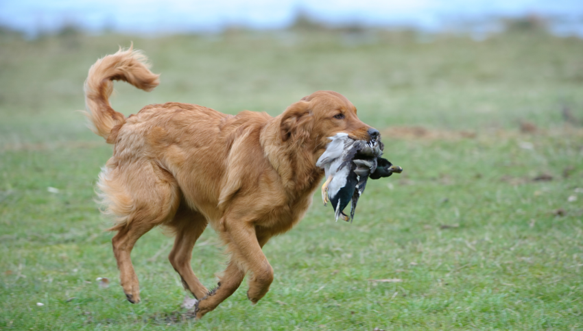 Golden Retriever Duck Hunting