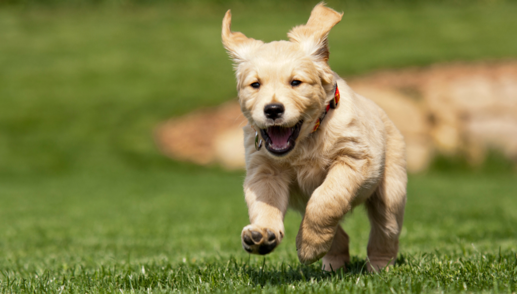 Best Diet for Golden Retriever puppy