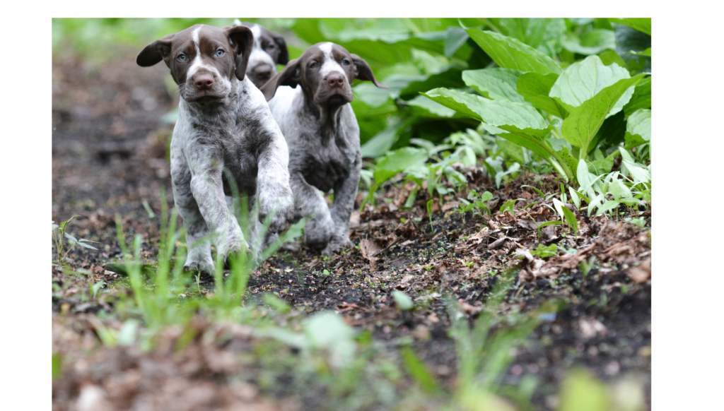 Puppies running on the grounds of a bird dog breeder.
