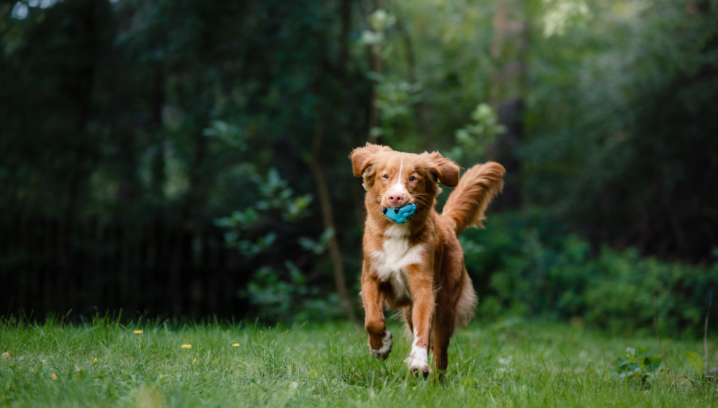 Best diet for Nova Scotia Duck Toller retriever