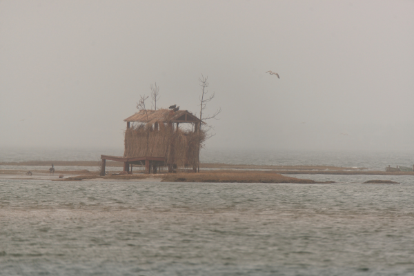 waterfowl hunting dog blind